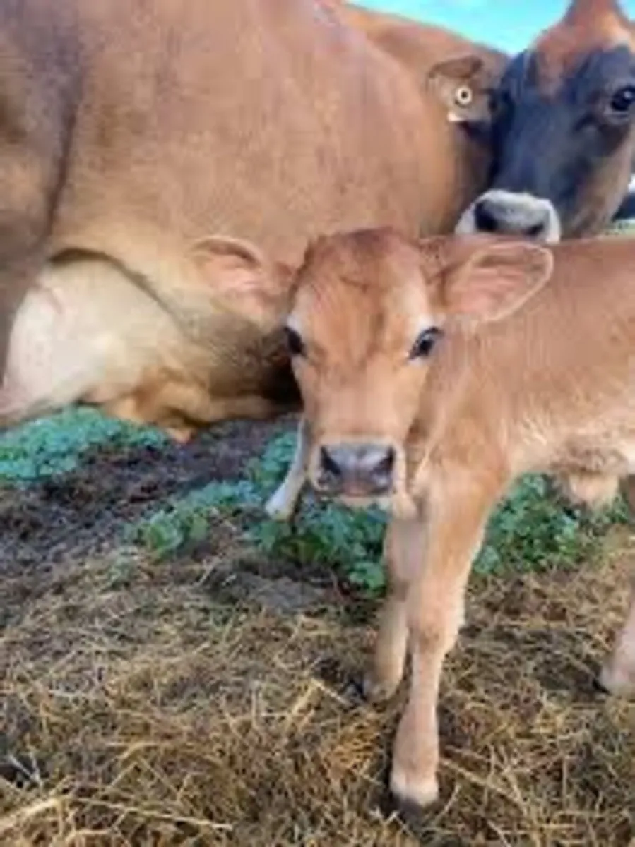 Calving cameras - Image 4