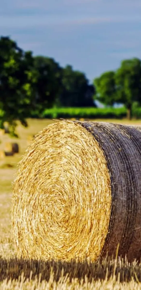 STRAW Barley + Wheat straw for sale - Image 1