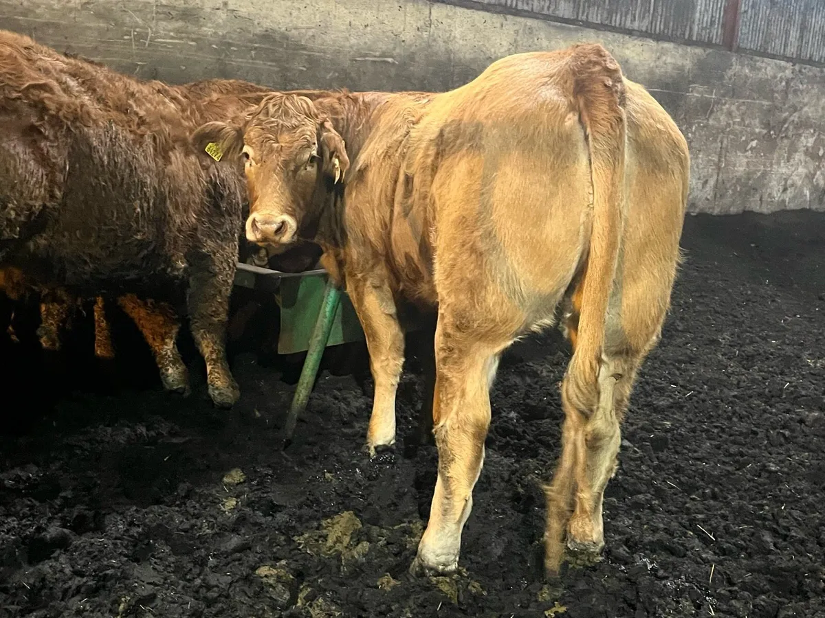 Pedigree Limousin heifers - Image 1