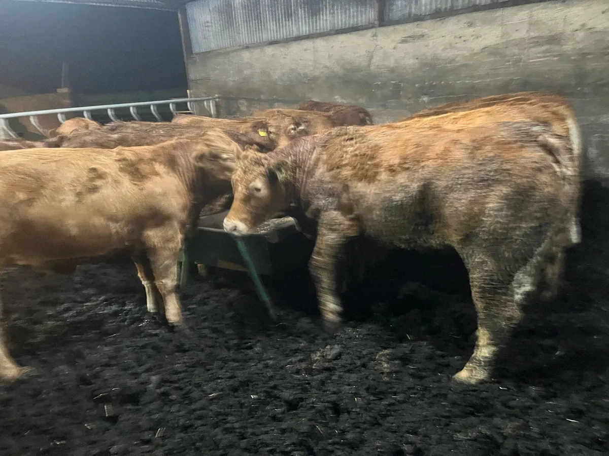 Pedigree Limousin heifers - Image 2