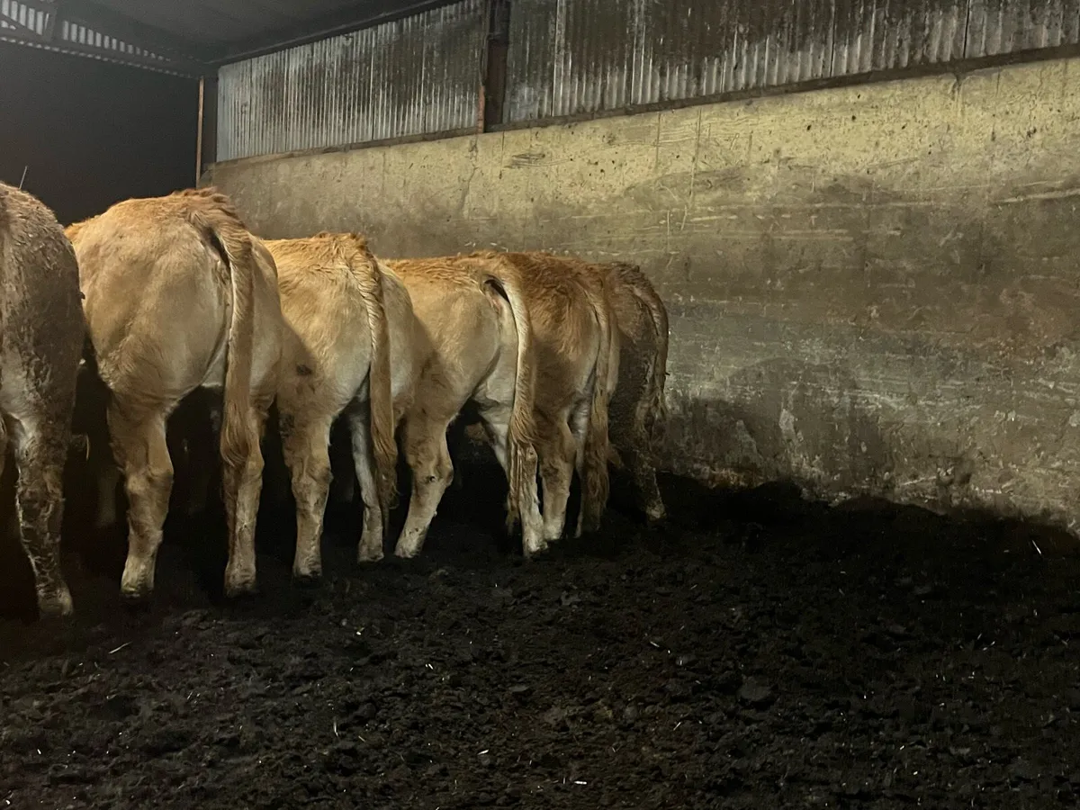 Pedigree Limousin heifers - Image 4