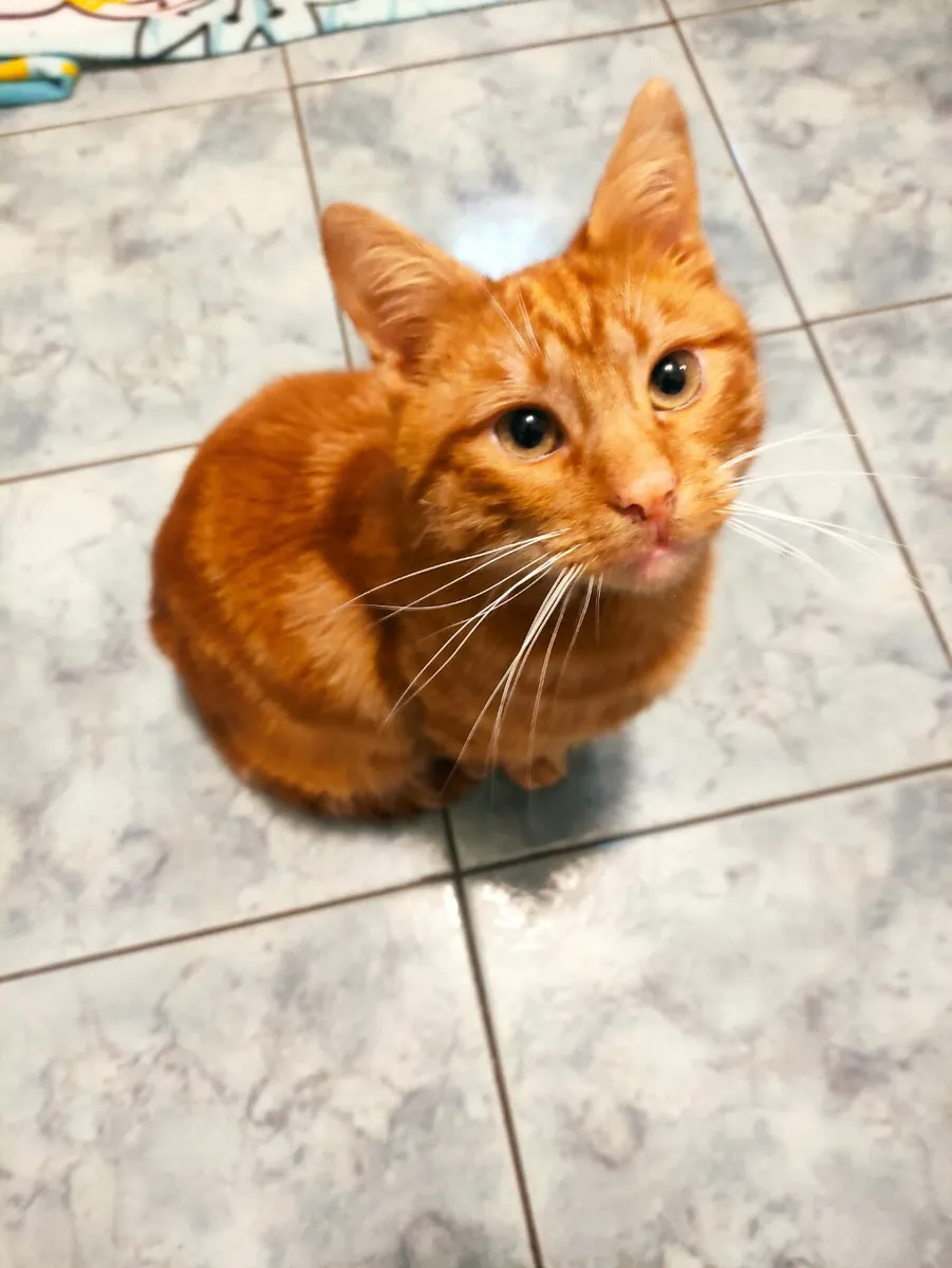 Finn 2-3 year old neutered male - Image 1