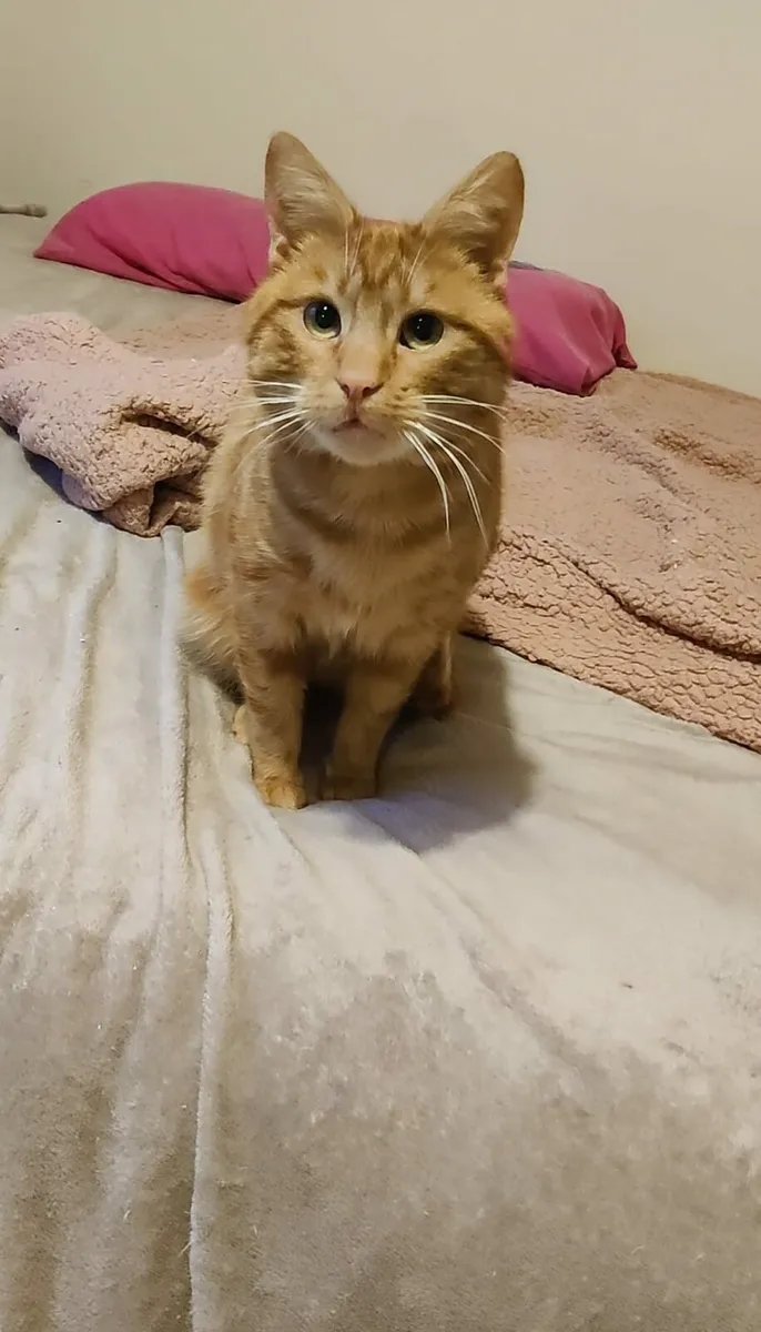 Finn 2-3 year old neutered male - Image 2