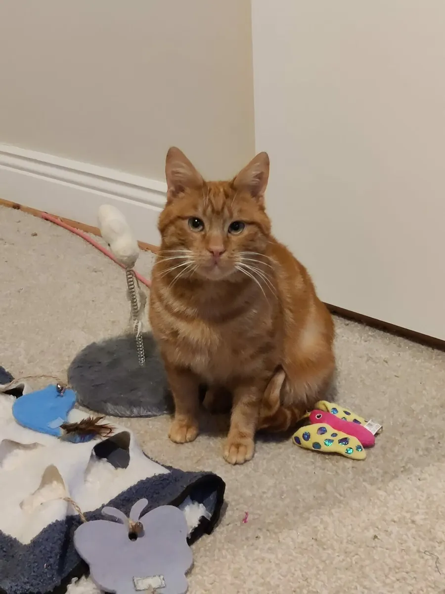 Finn 2-3 year old neutered male - Image 3