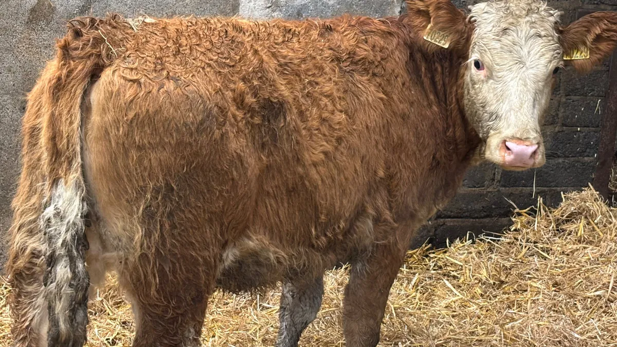 ⭐️ Simmental Heifer Wealing ⭐️ - Image 4