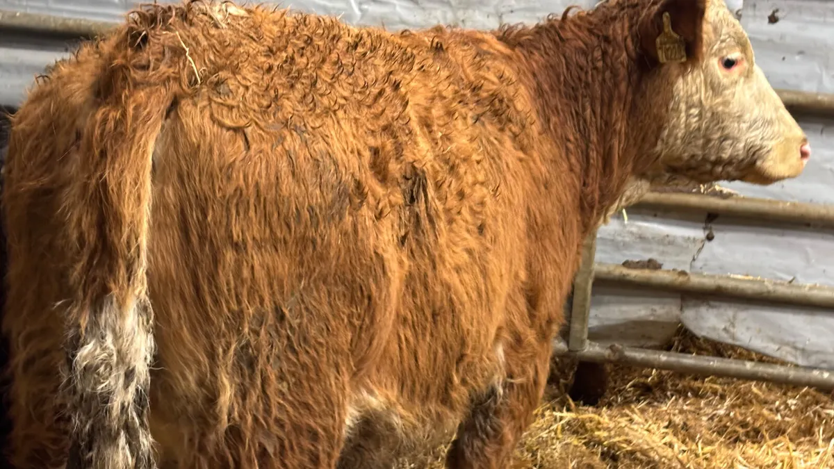 ⭐️ Simmental Heifer Wealing ⭐️ - Image 3