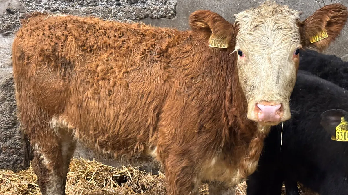 ⭐️ Simmental Heifer Wealing ⭐️ - Image 2