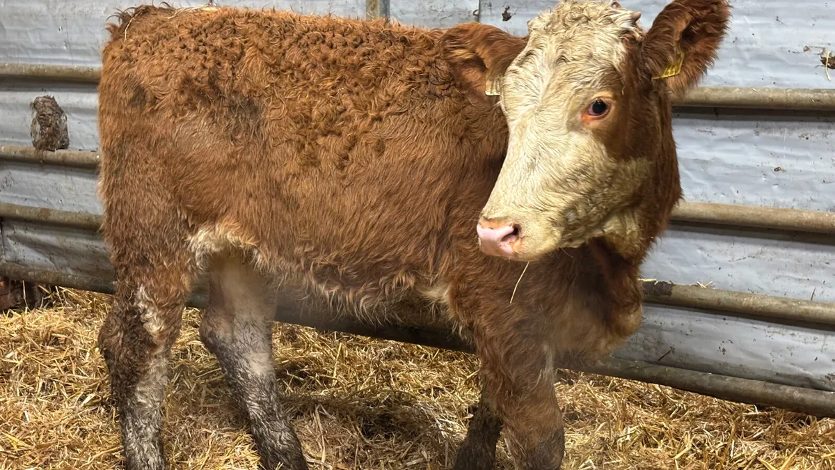 ⭐️ Simmental Heifer Wealing ⭐️ - Image 1