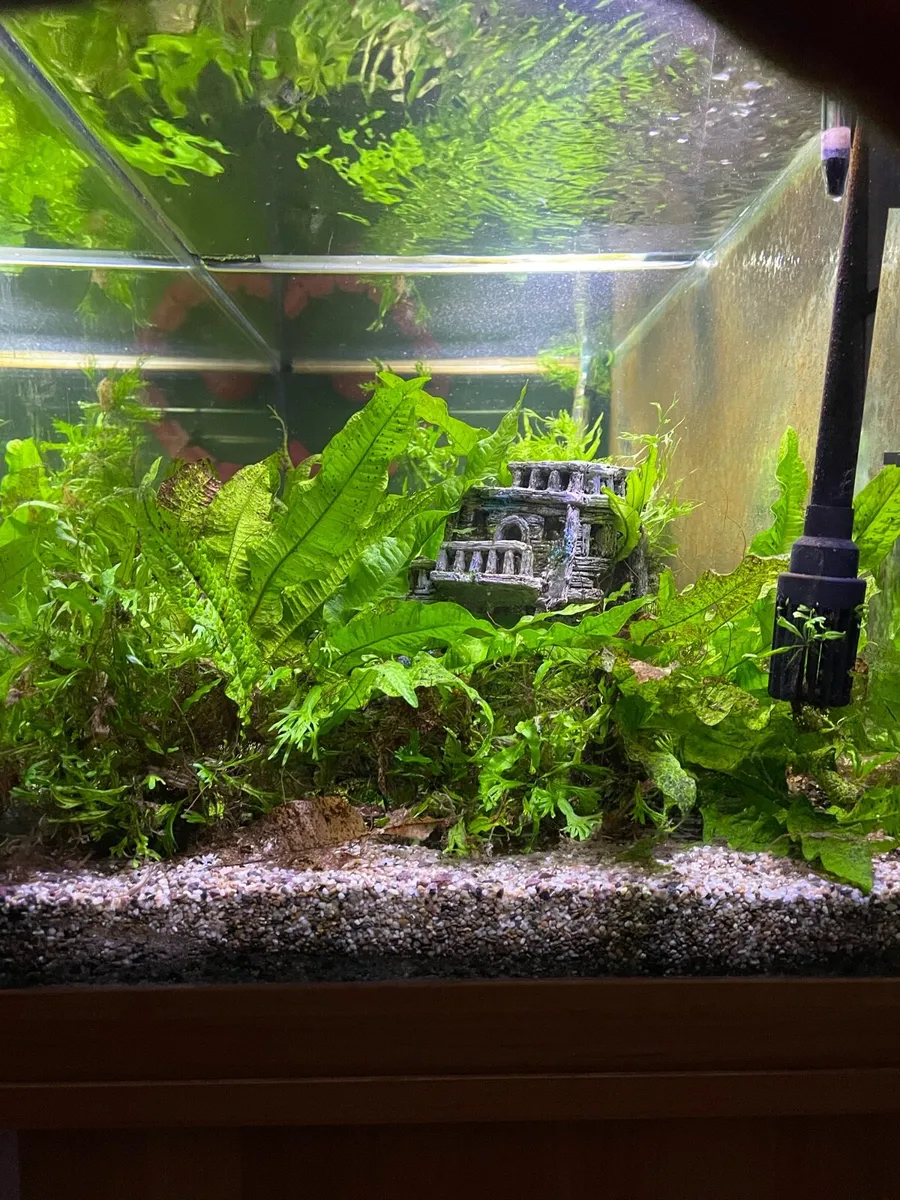 Large 240L Fish Tank incl. stand, filter & light - Image 3