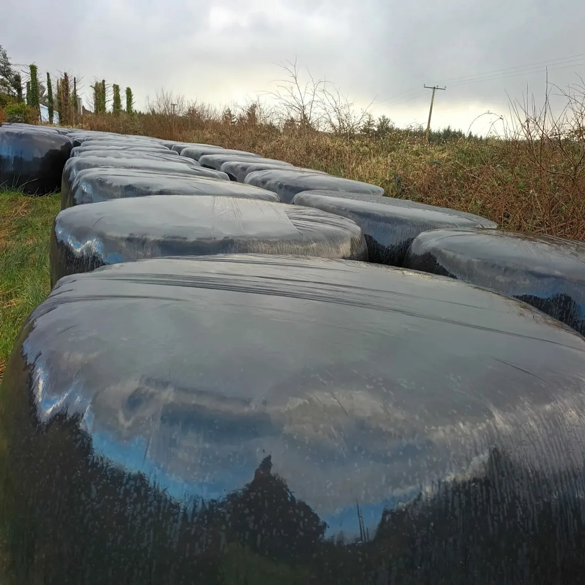 Silage