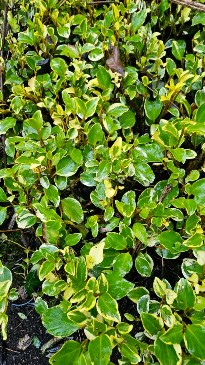Variagated Griselina 40cm 2euros - Image 2