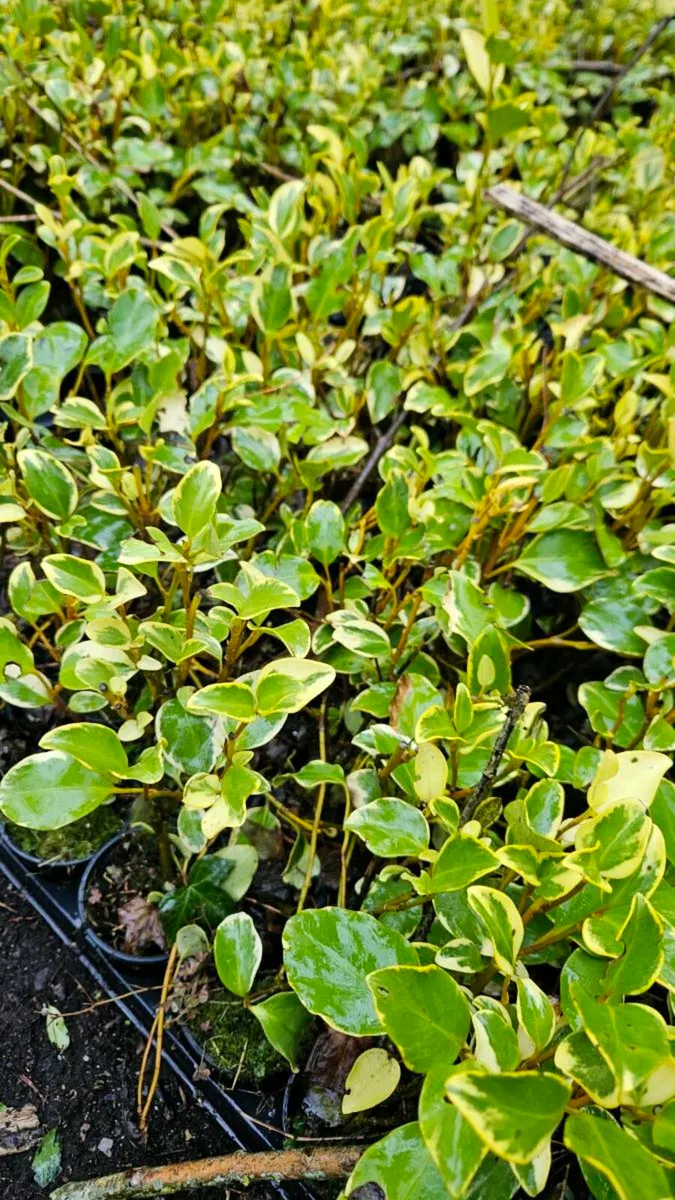 Variagated Griselina 40cm 2euros - Image 3