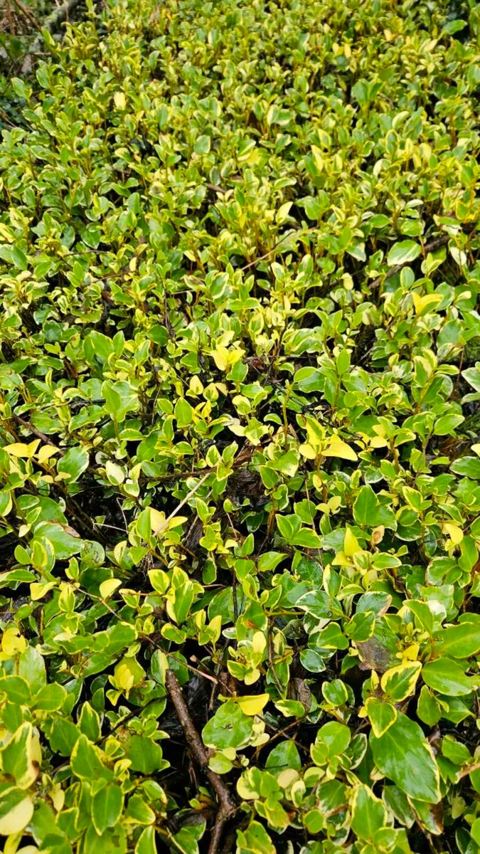 Variagated Griselina 40cm 2euros - Image 1