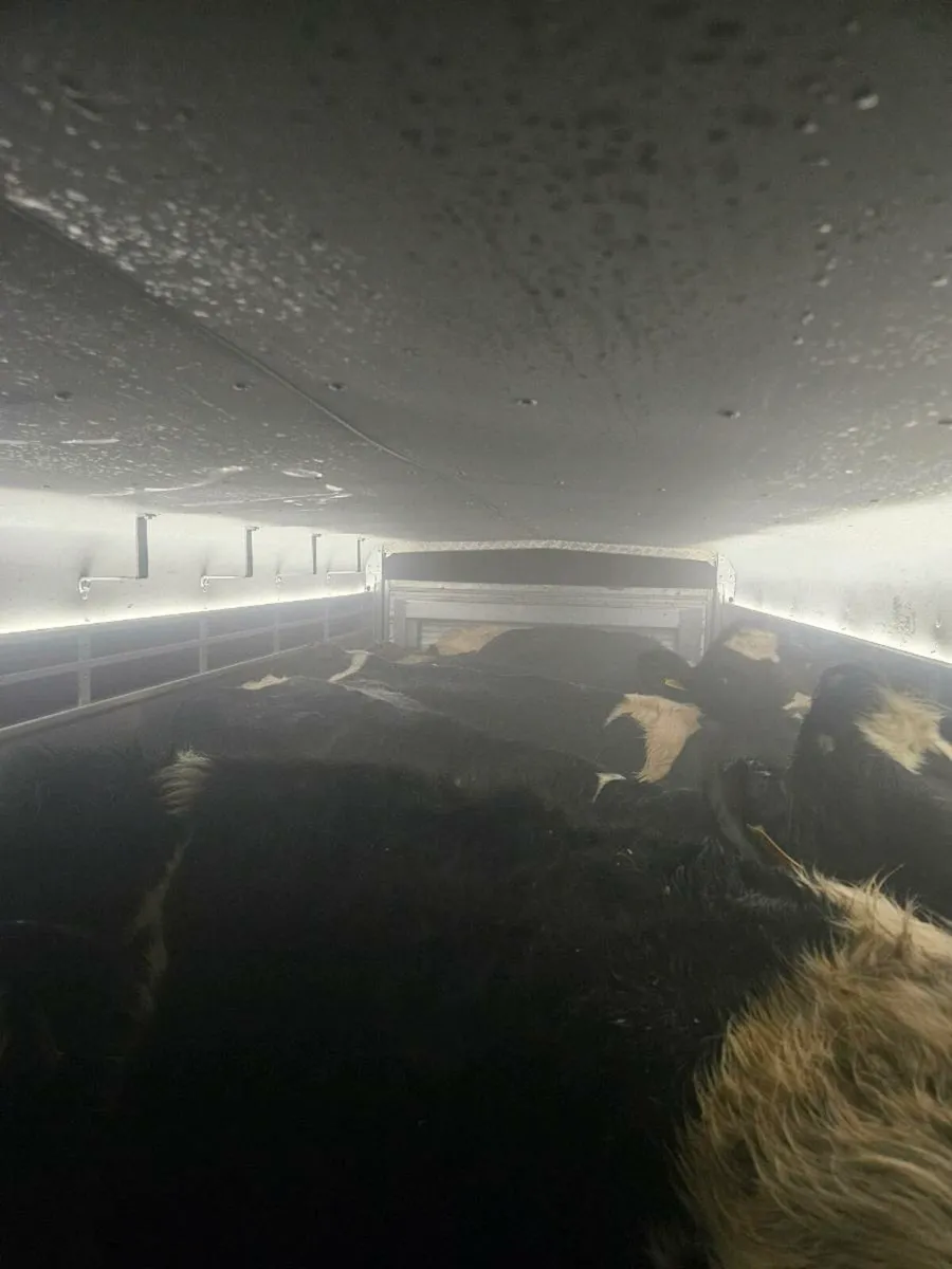 Livestock transport - Image 3