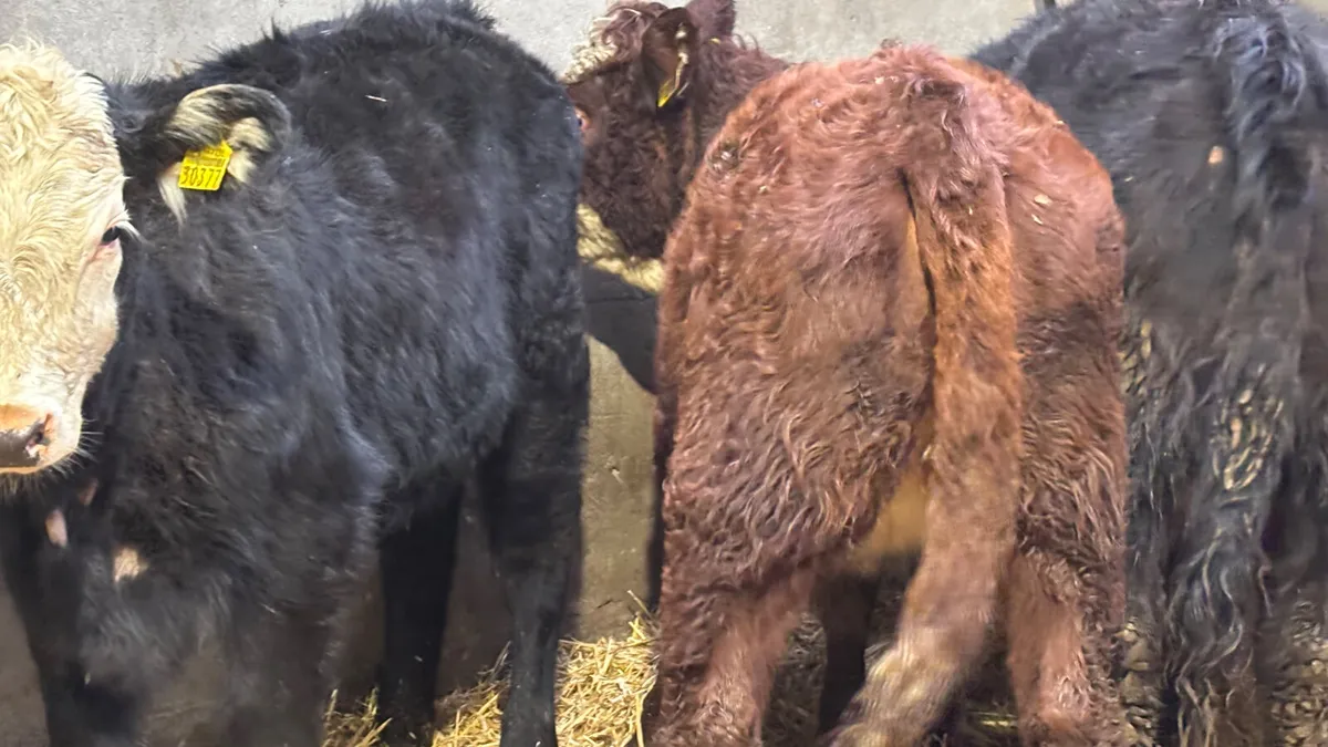4 Quality Limousin Heifer Wealings - Image 2