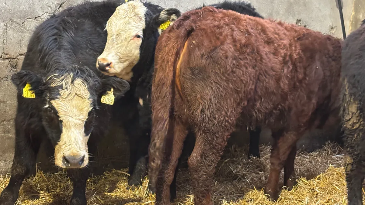 4 Quality Limousin Heifer Wealings - Image 4