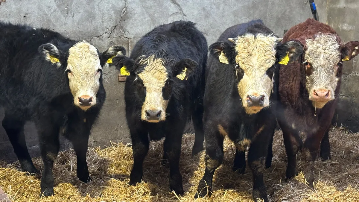 4 Quality Limousin Heifer Wealings - Image 1