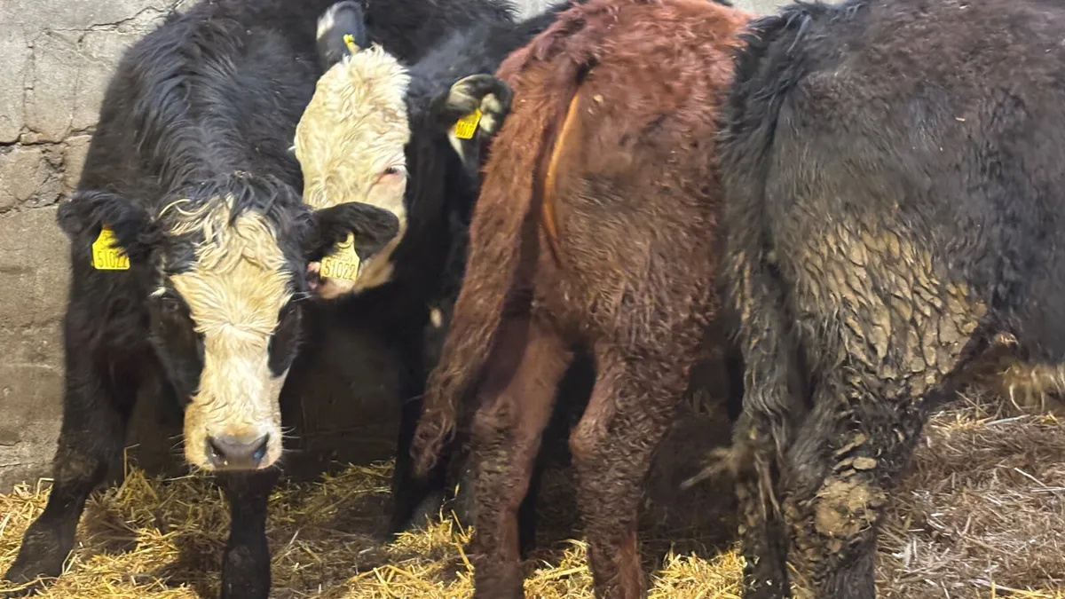 4 Quality Limousin Heifer Wealings - Image 3