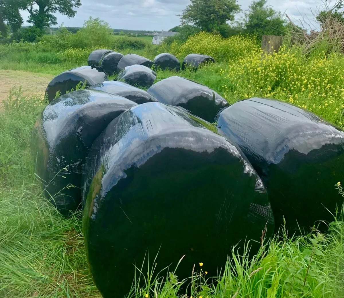 Silage x 12 bales - Image 1