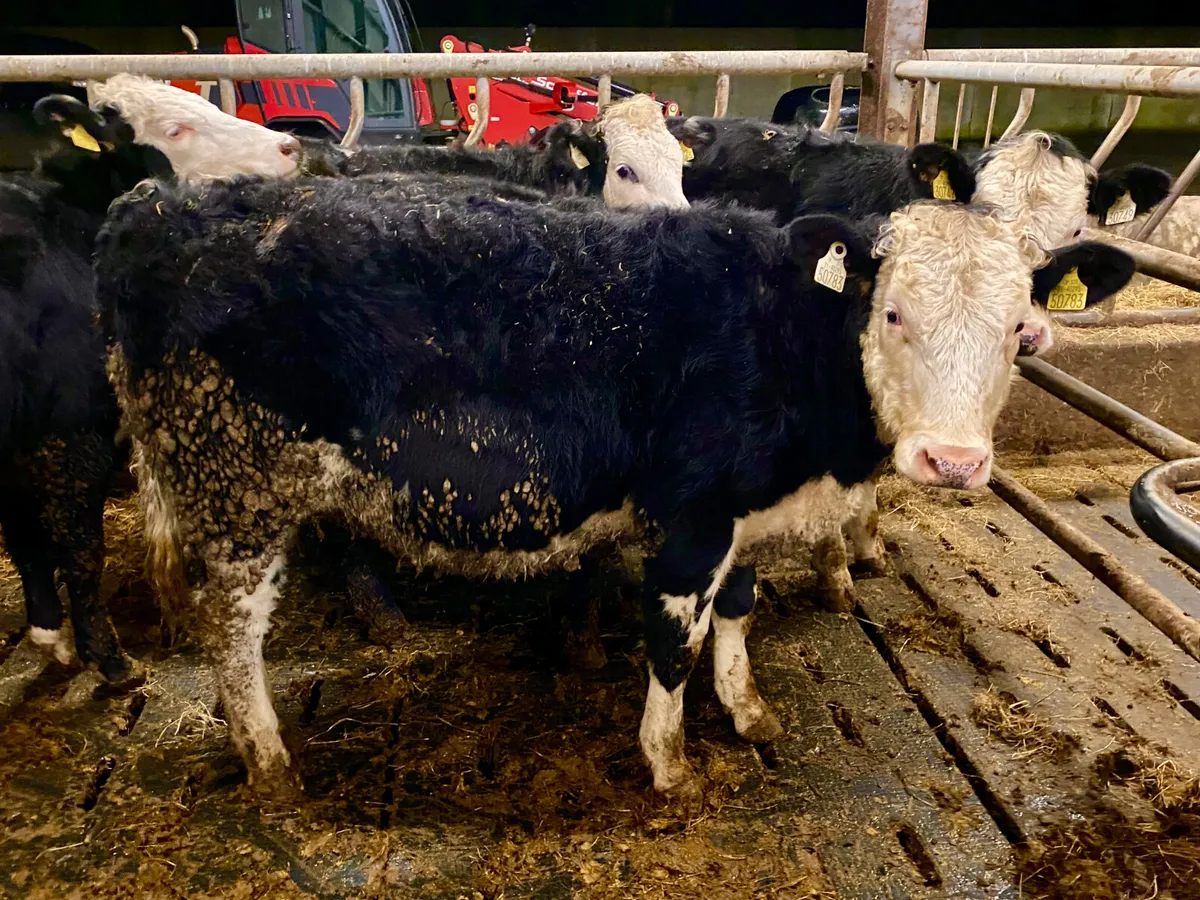 5 Hereford Heifers Top Quality Stock - Image 1