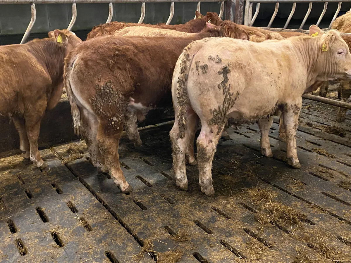 6 Super Bullocks U Grading - Image 4