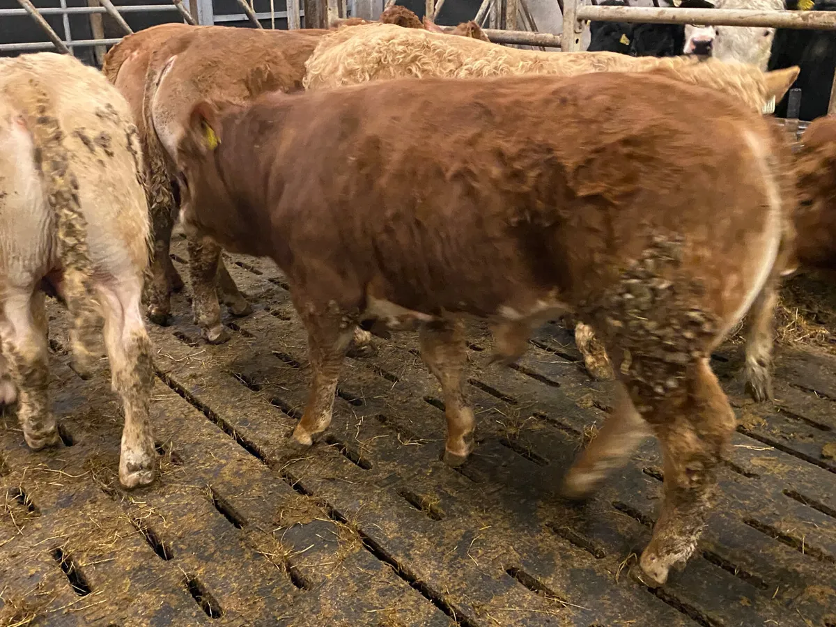 6 Super Bullocks U Grading - Image 2