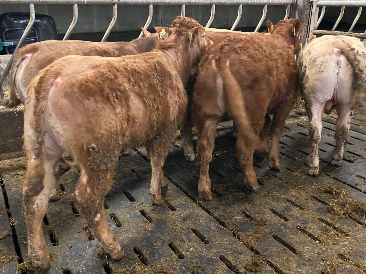 6 Super Bullocks U Grading - Image 3