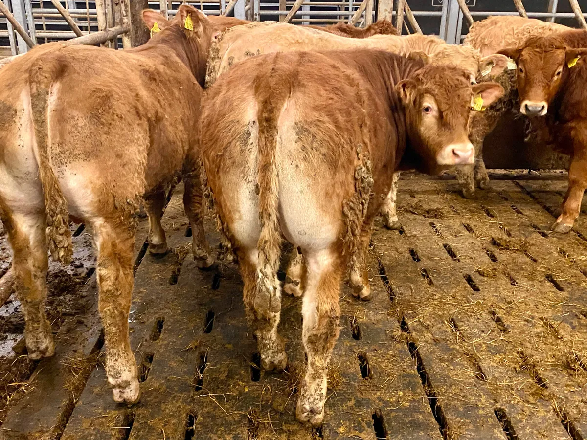 6 Super Bullocks U Grading - Image 1