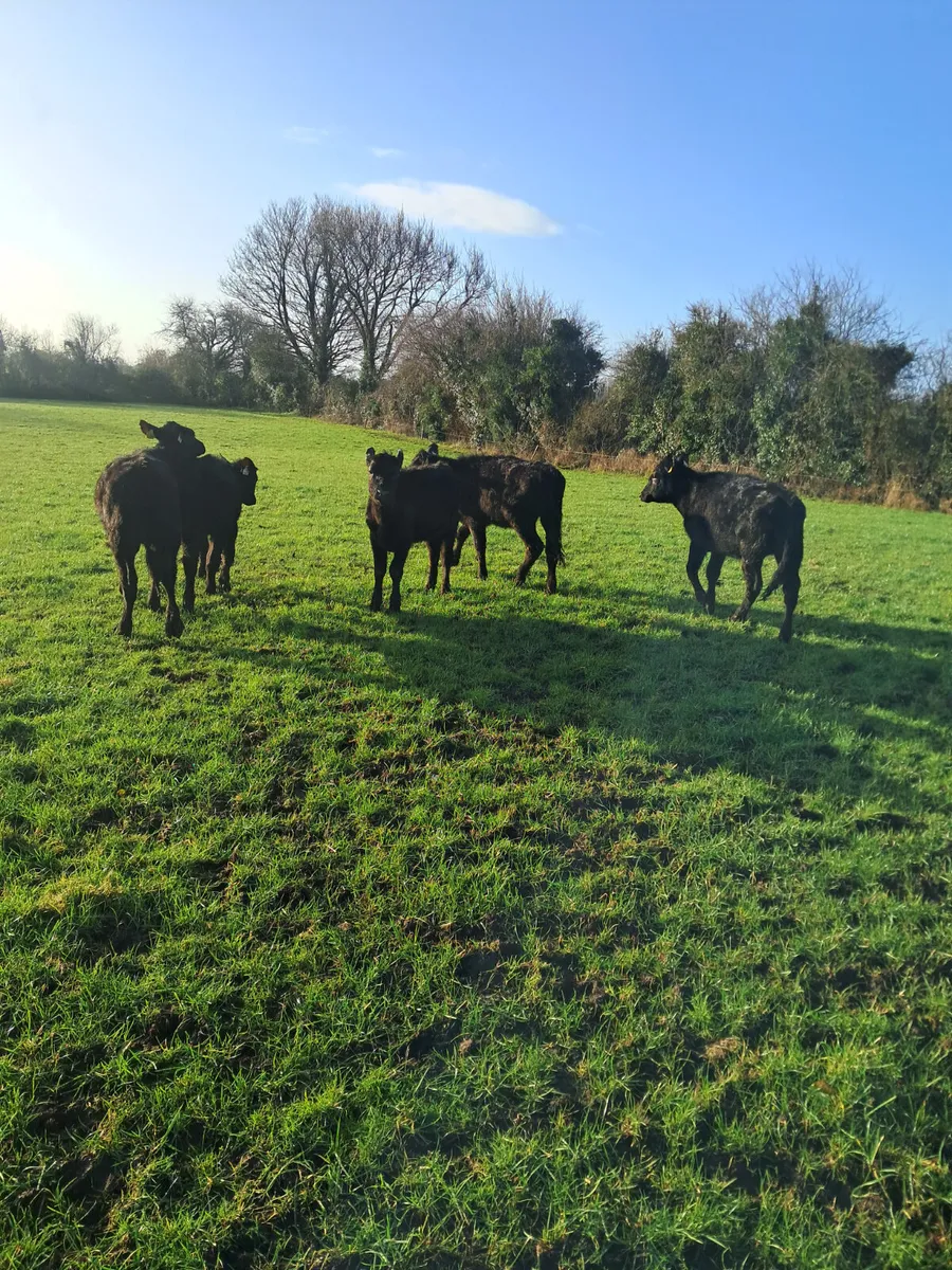 Angus heifers - Image 2