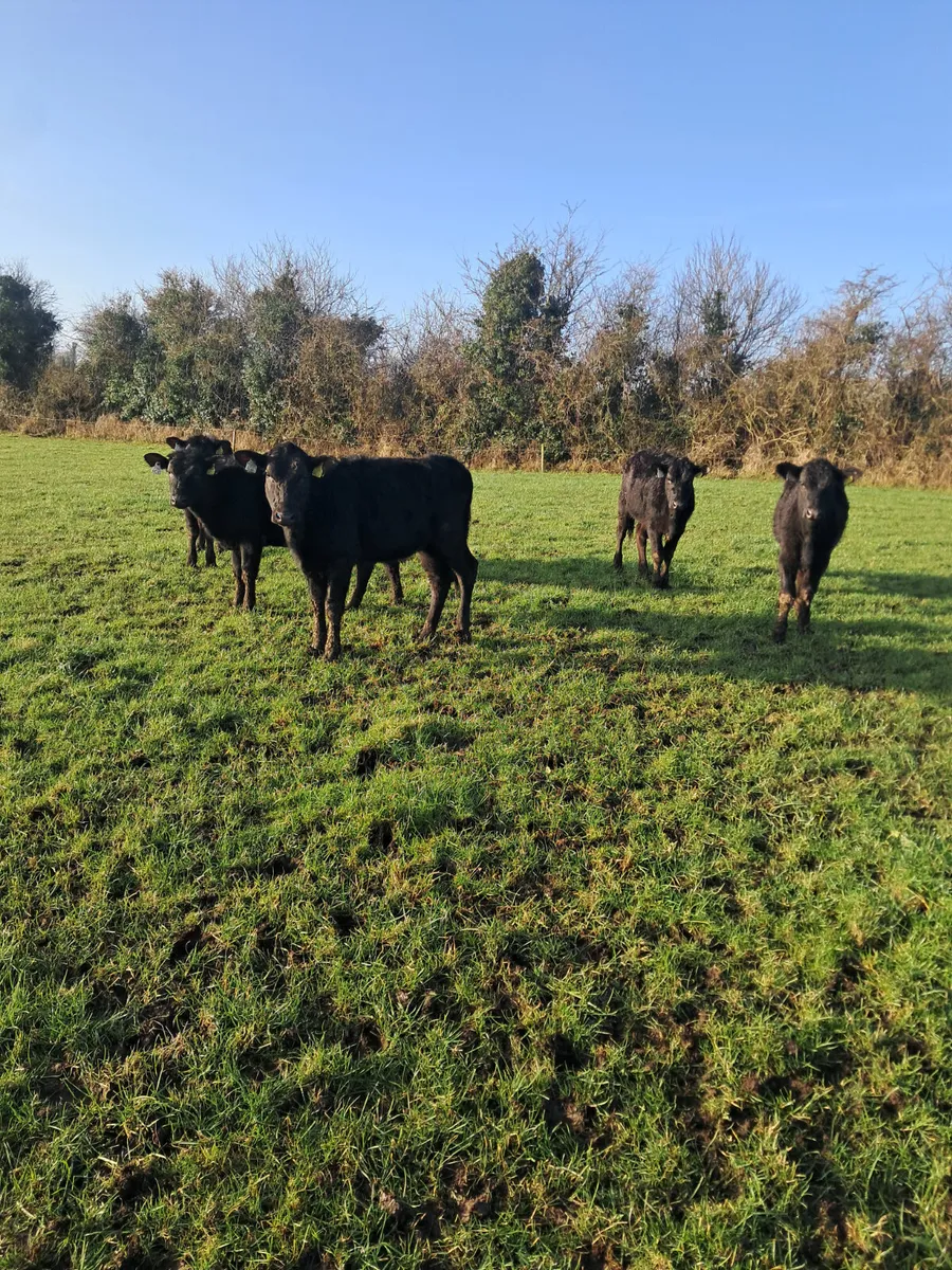 Angus heifers - Image 3