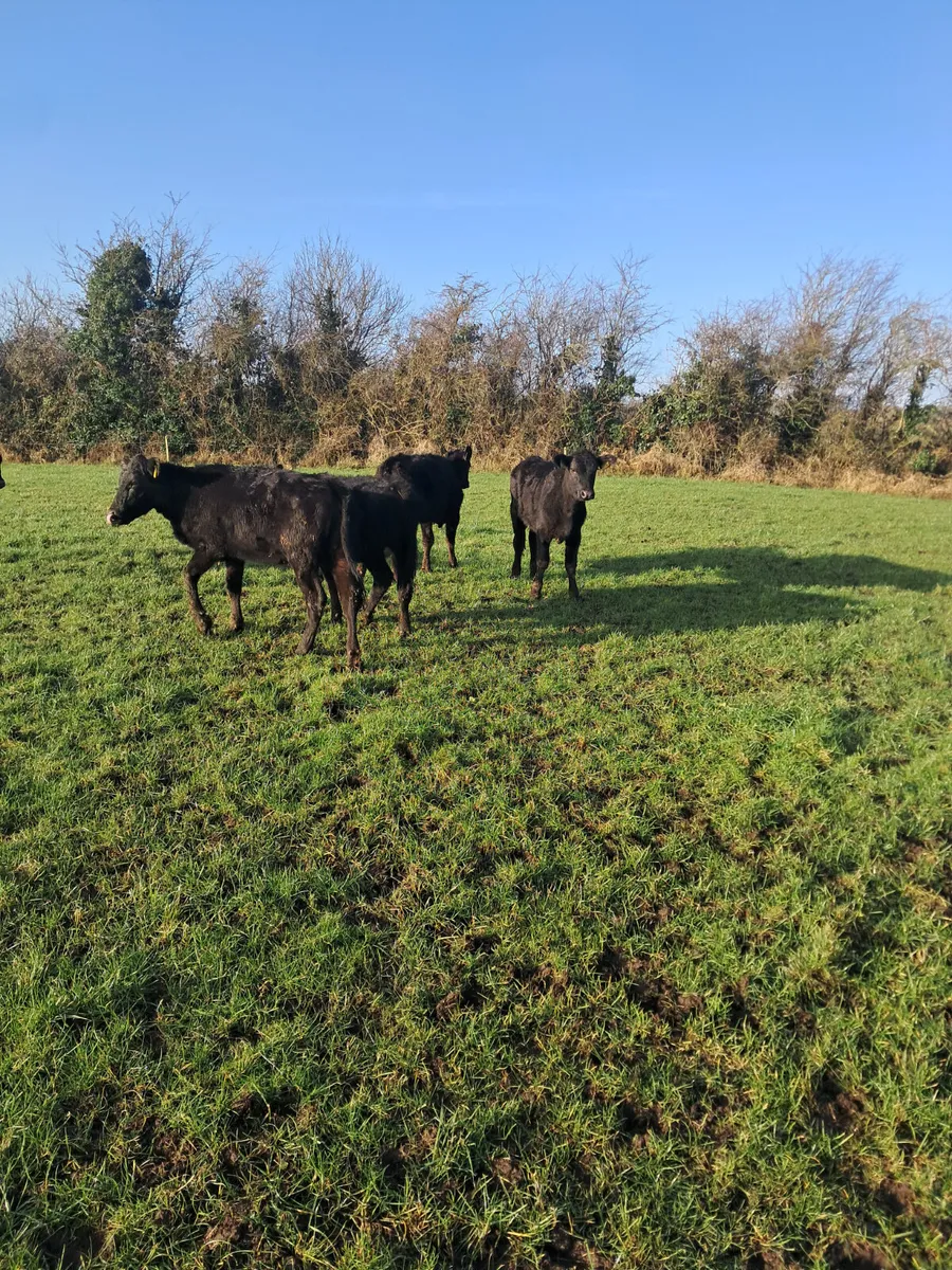 Angus heifers - Image 4