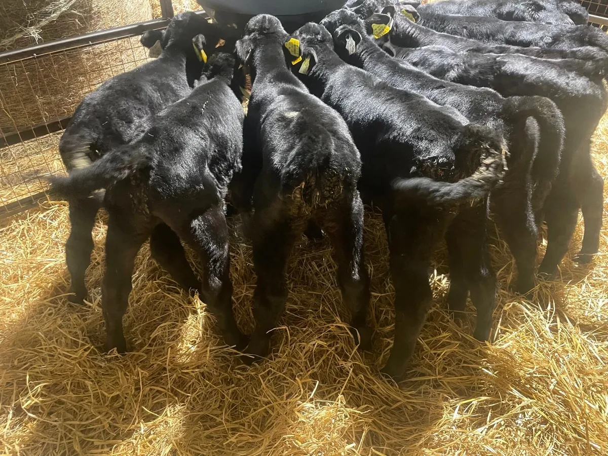 Angus Heifer Calves - Image 1