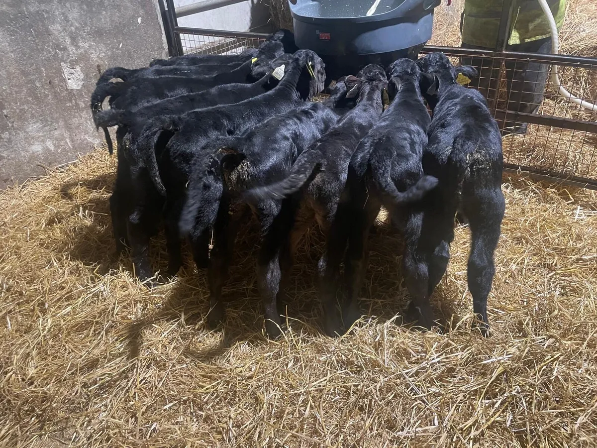 Angus Heifer Calves - Image 2