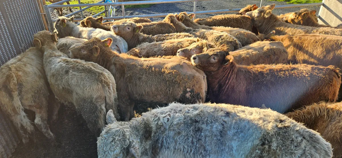 22 Charolais Heifers - Image 1