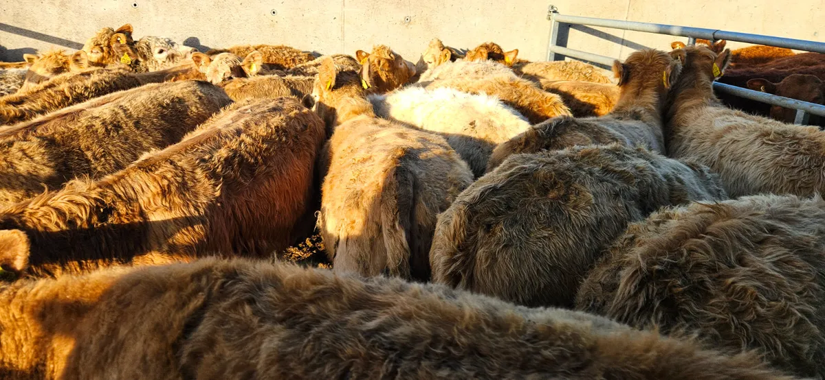 22 Charolais Heifers - Image 2