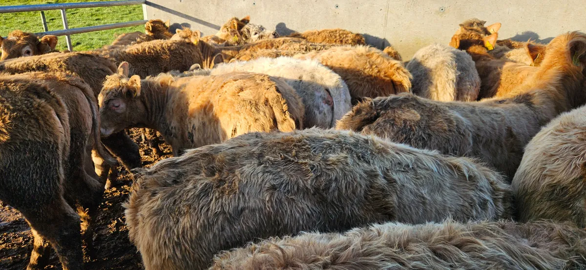 22 Charolais Heifers - Image 3
