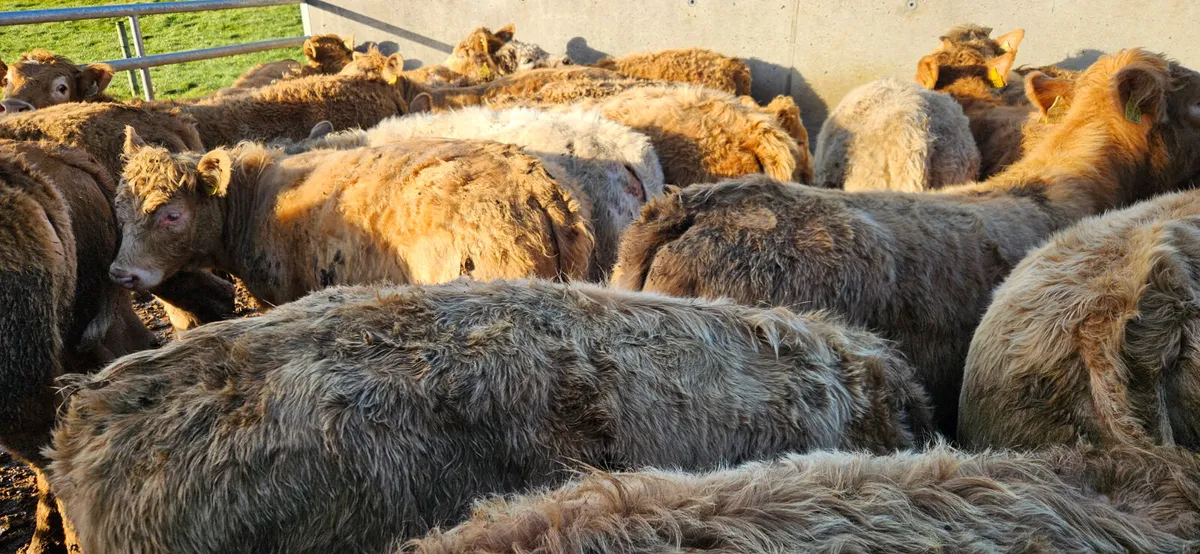 22 Charolais Heifers - Image 4