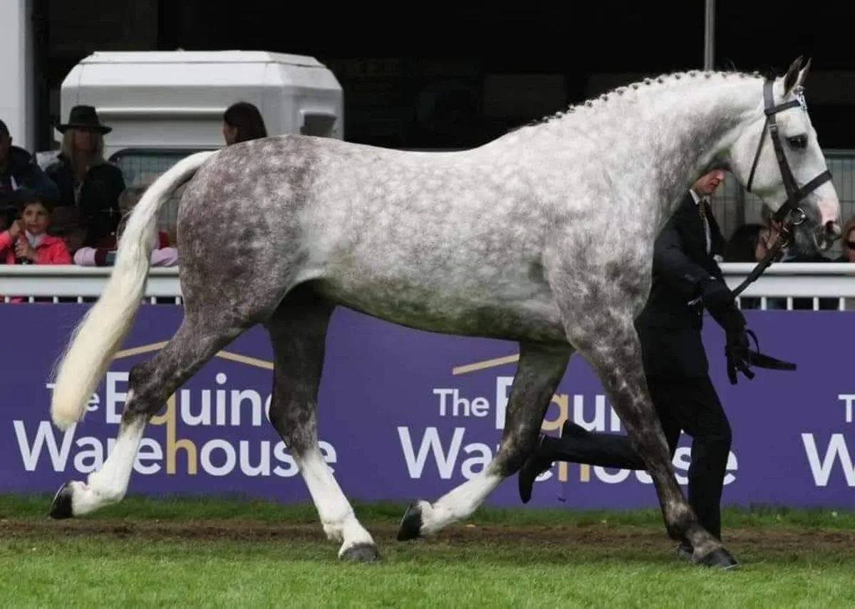 Draught  Gelding - Image 3