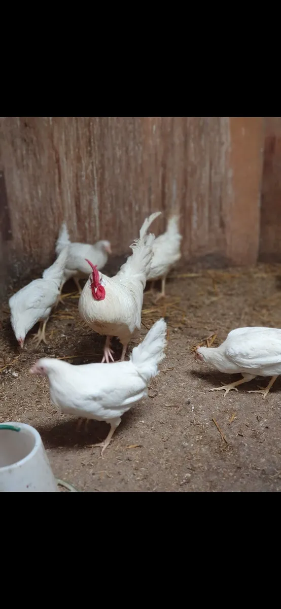 Pullets/hens. Everyday in Kildare - Image 2