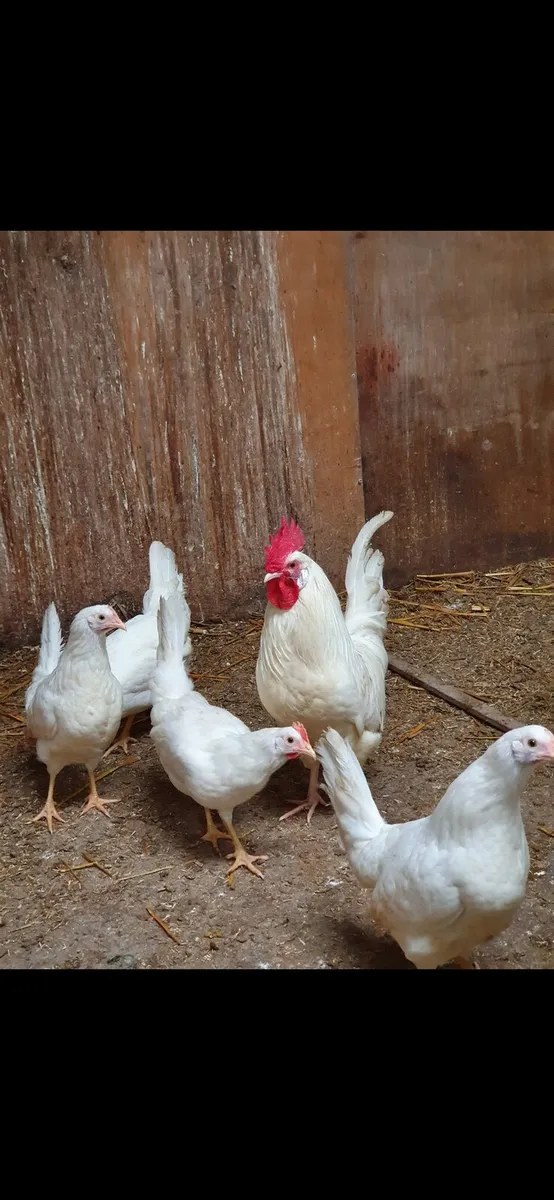 Pullets/hens. Everyday in Kildare - Image 3