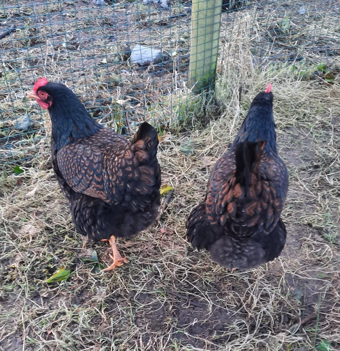 Poultry Hatching eggs - Image 3