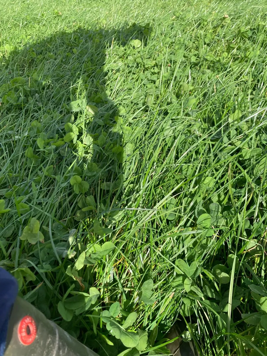 Round bales of Silage - Image 2