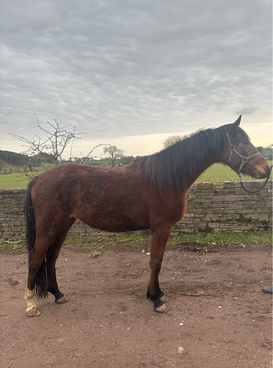 ♠️♠️ 3yo by Ulysses M2S ♠️♠️ - Image 1