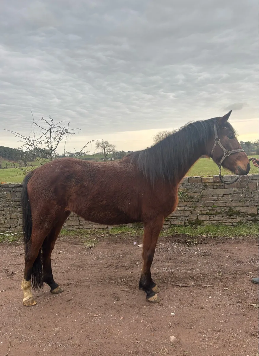 ♠️♠️ 3yo by Ulysses M2S ♠️♠️ - Image 2