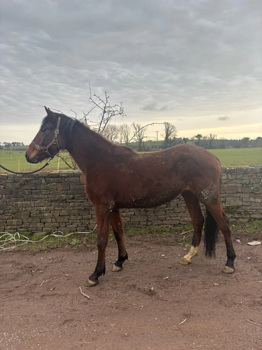 ♠️♠️ 3yo by Ulysses M2S ♠️♠️ - Image 3