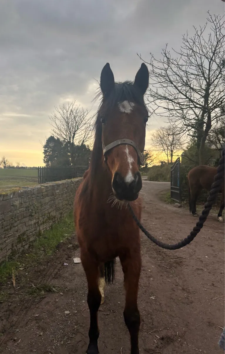 ♠️♠️ 3yo by Ulysses M2S ♠️♠️ - Image 4