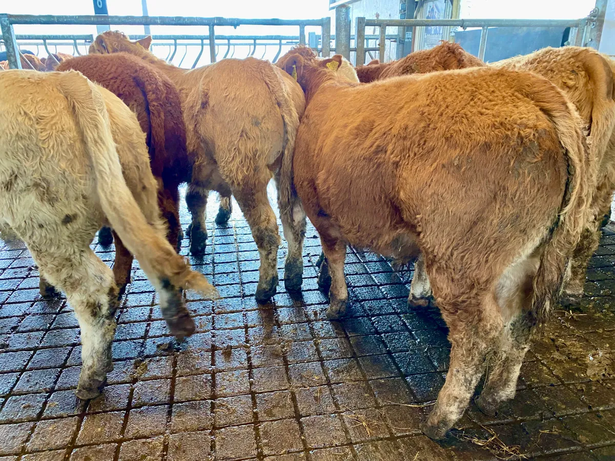 💥9/2/25💥 8 Smashing Bullocks - Image 3