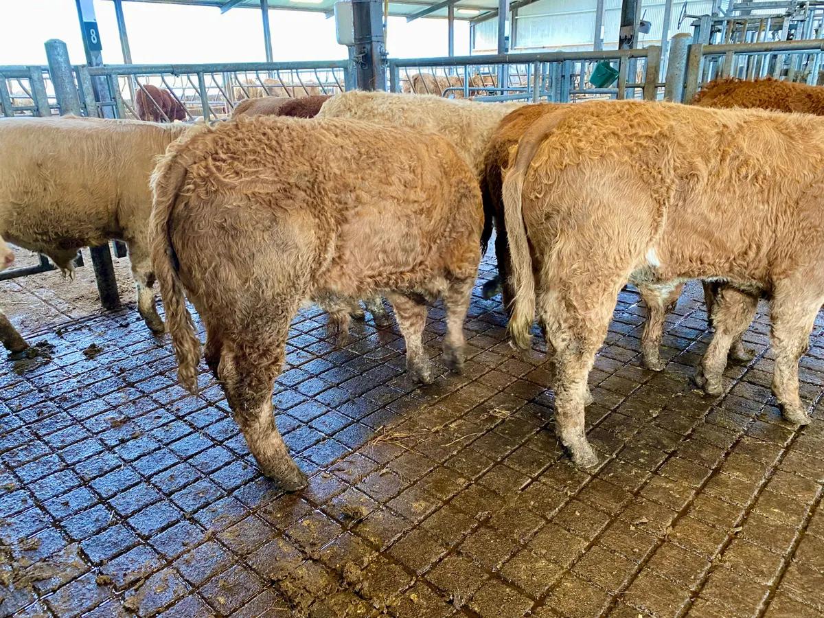 💥9/2/25💥 8 Smashing Bullocks - Image 2