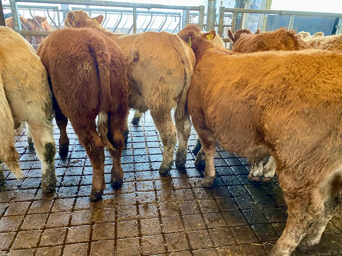 💥9/2/25💥 8 Smashing Bullocks - Image 1