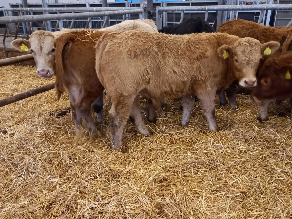 💥9/2/25 💥 Smashing Bullocks Fresh IN - Image 2